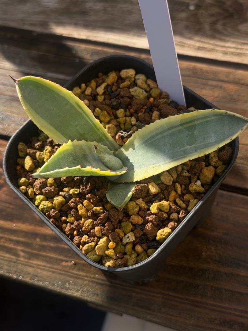 アガベ サルミアナ　リップルエフェクト