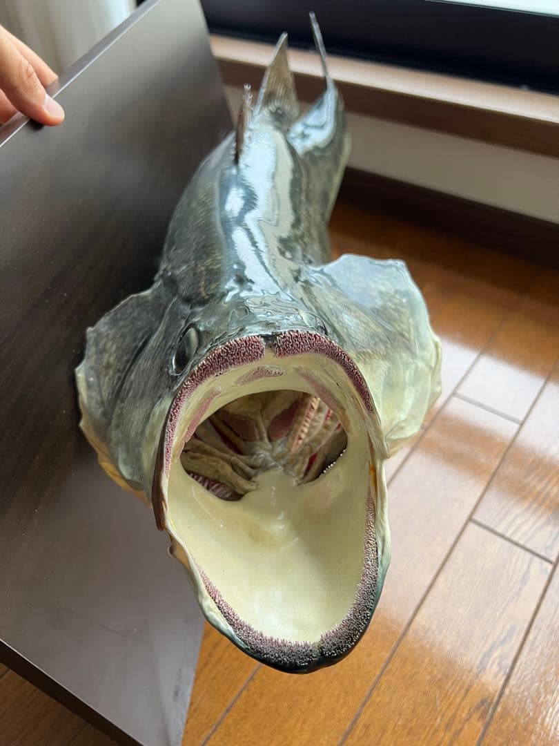 ブラックバス剥製　インテリア壁掛けタイプ