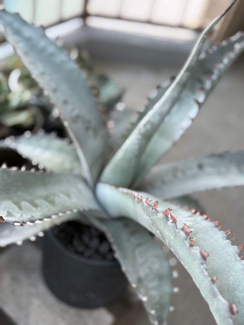 アガベ　ゼブラスクエアトゥース　子株　ゼブラ