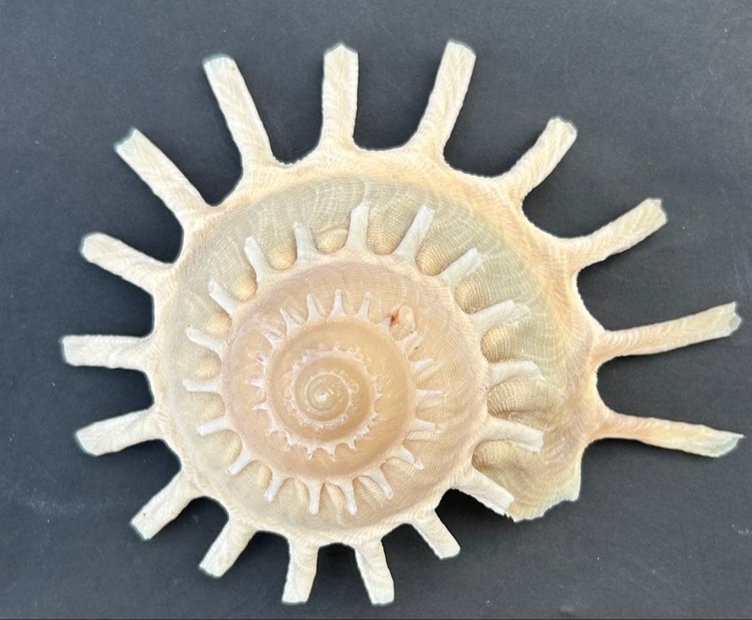 美品　貝殻標本　カジトリグルマ　特大　12.2cm