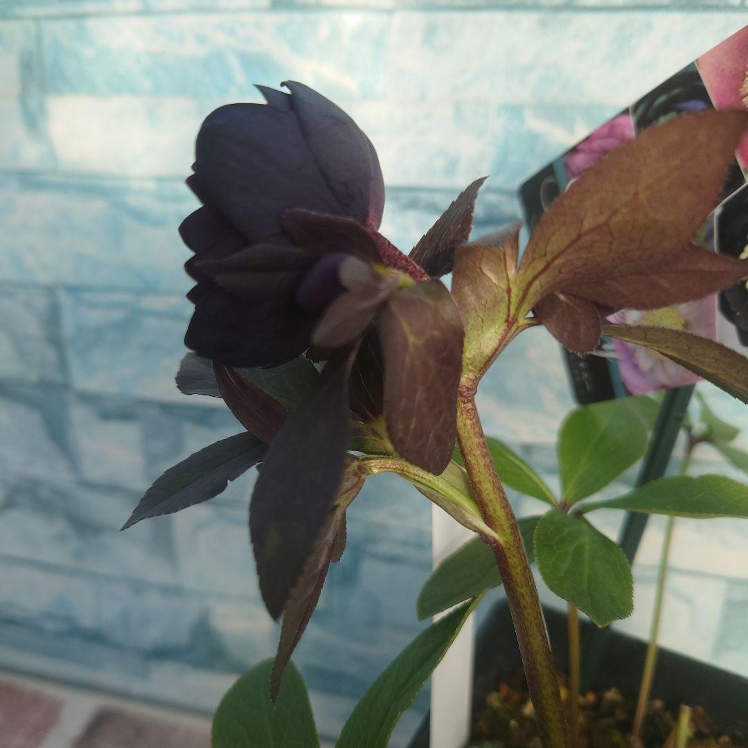 ☀️クリスマスローズ開花株❗【写楽DD】☀️4号スクエア鉢植え☀