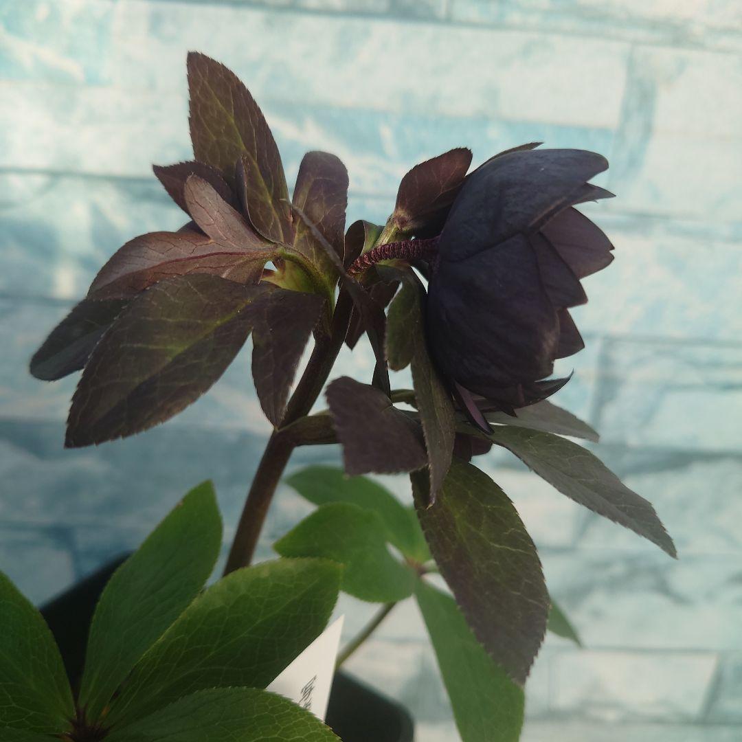 ☀️クリスマスローズ開花株❗【写楽DD】☀️4号スクエア鉢植え☀