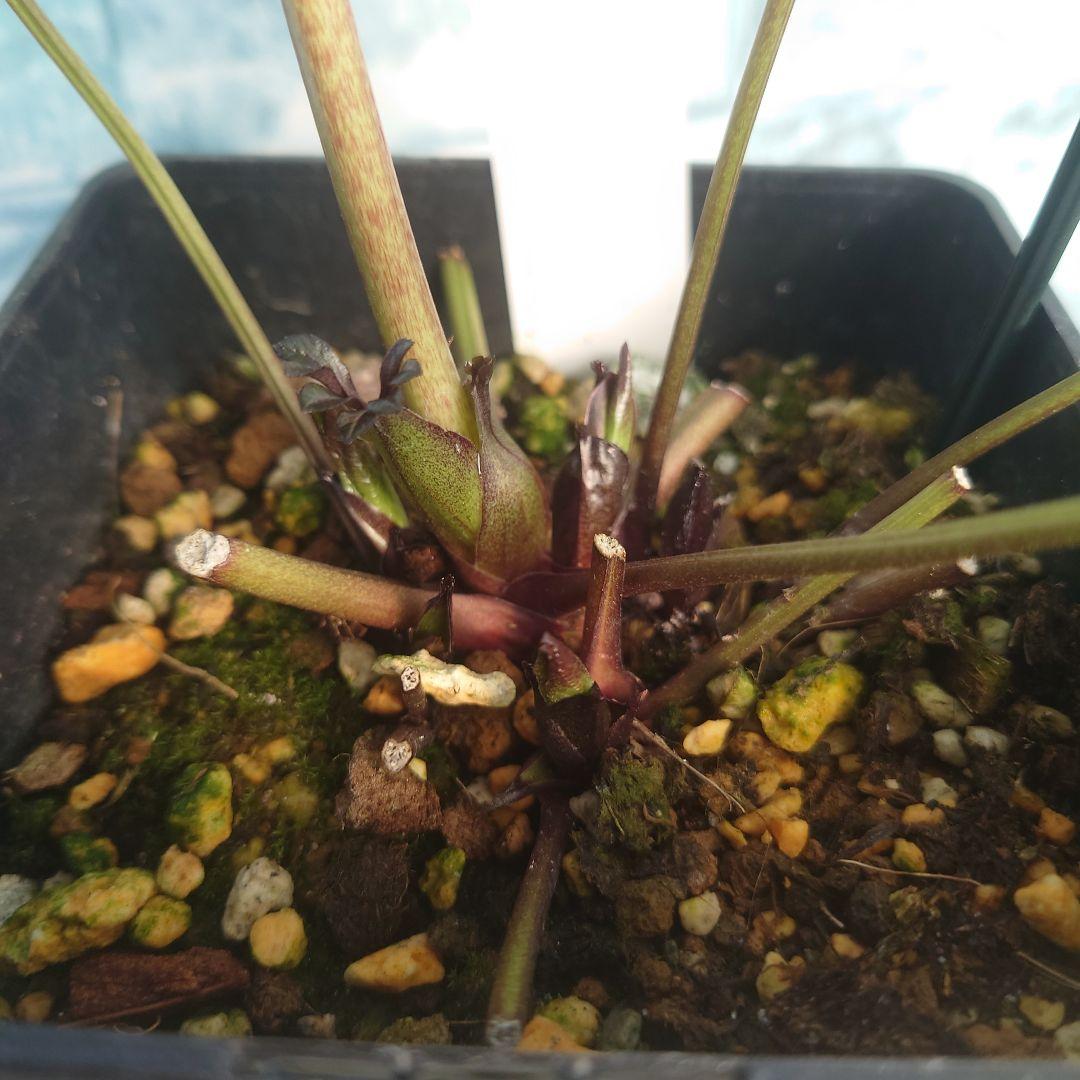 ☀️クリスマスローズ開花株❗【写楽DD】☀️4号スクエア鉢植え☀