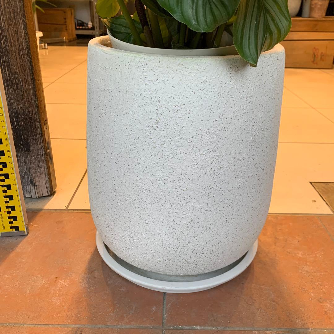 カラテア オルビフォリア ファイバー鉢 お皿付き