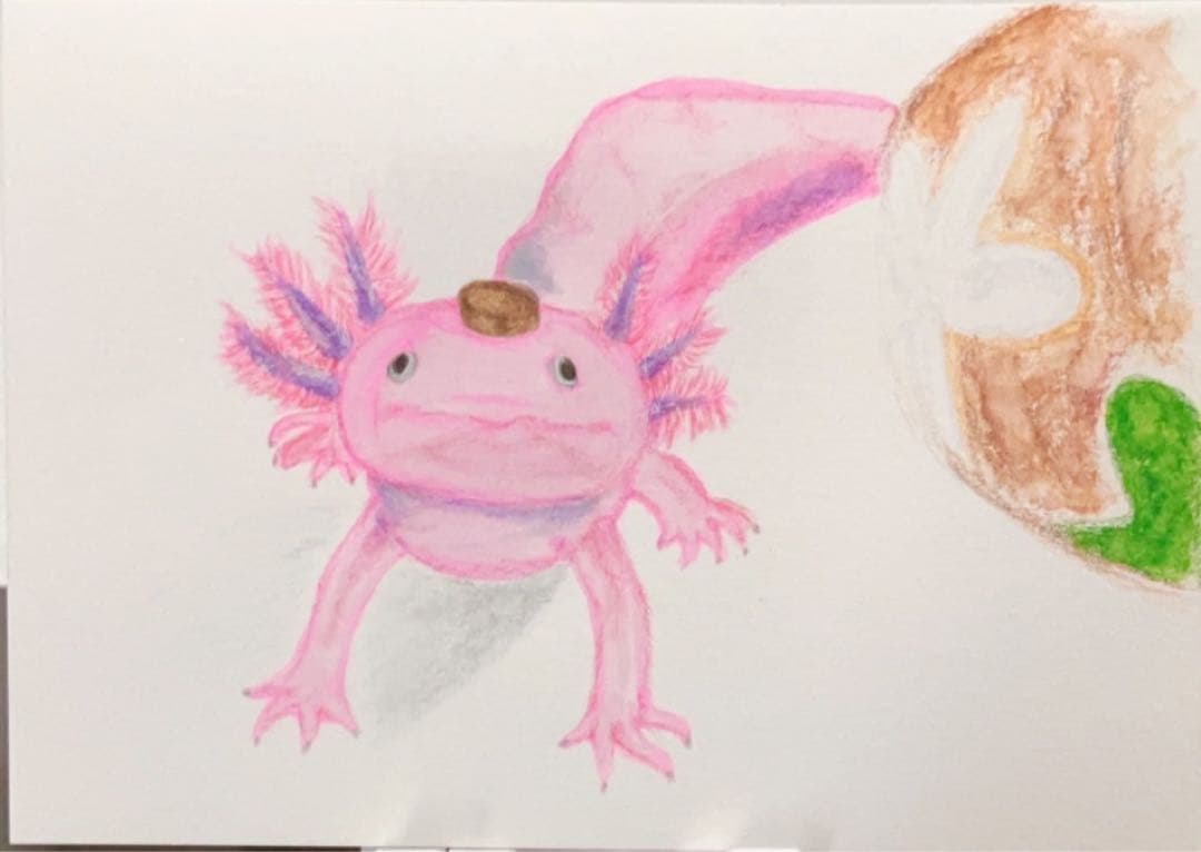 どんぐり　※他の方は購入できません