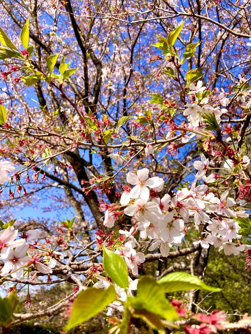 天然＊野生【山桜＊桜＊切り花＊つぼみの枝】ネコポス/可憐で素朴で可愛いです＾＾♪