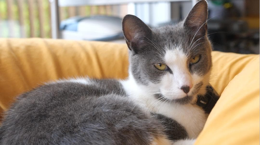 GH5M2 フルセット SIGMA18-35 bones付