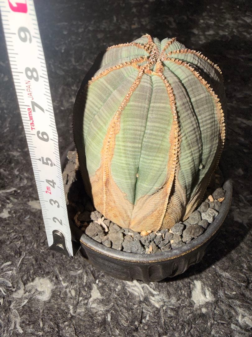 ユーフォルビアオベサ木質化極上株