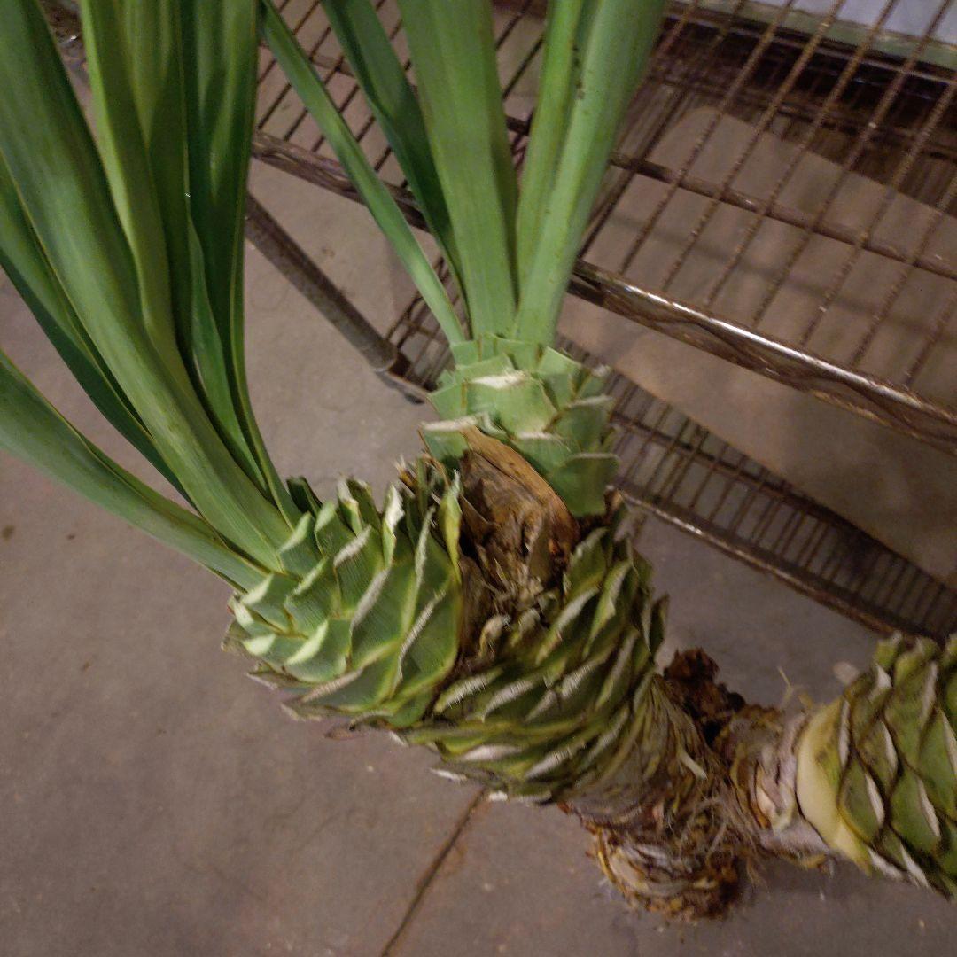 ユッカグロリオサ 3ヘッド 観葉植物