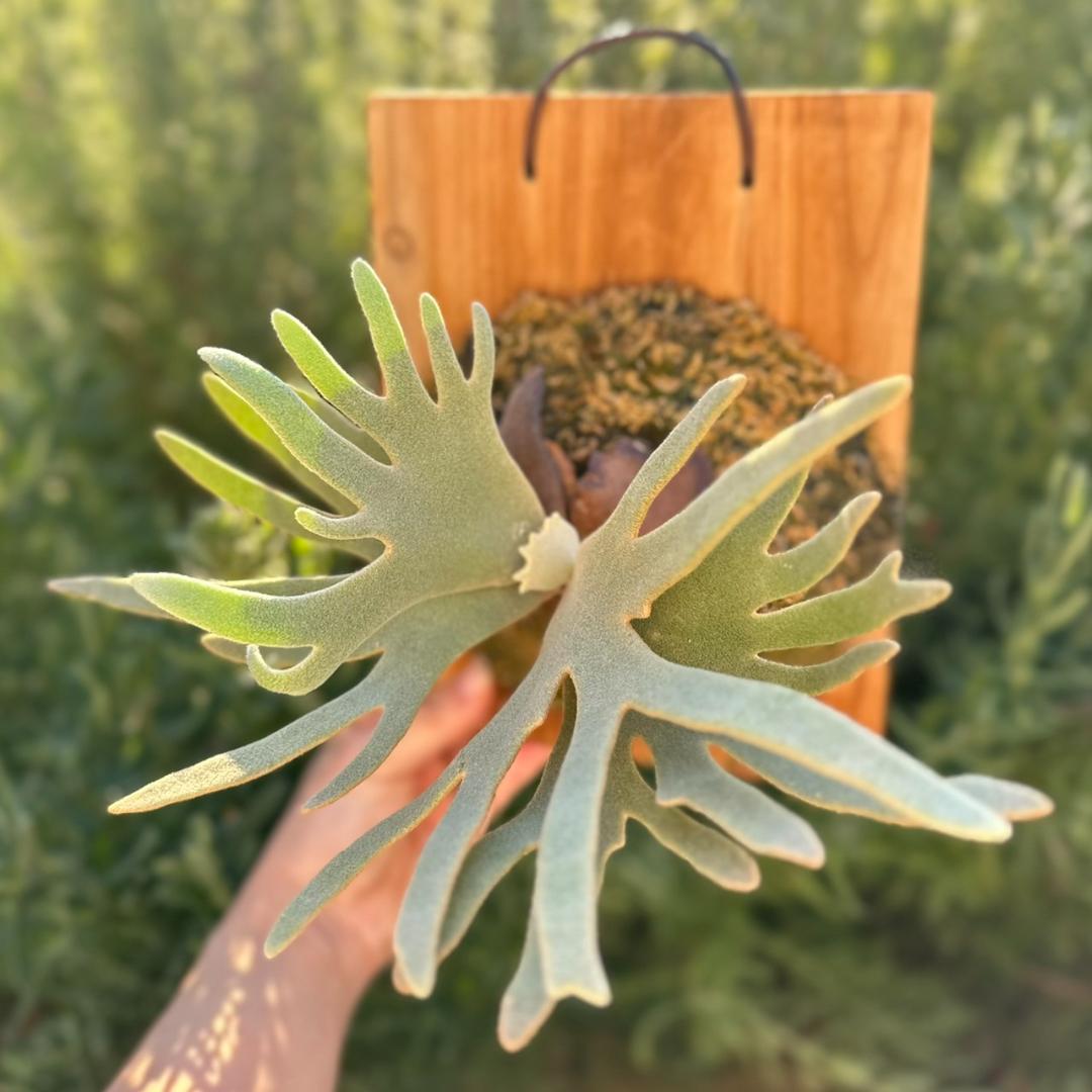 【板付け】P.willinckii ’Jade Girl’ spore 1201