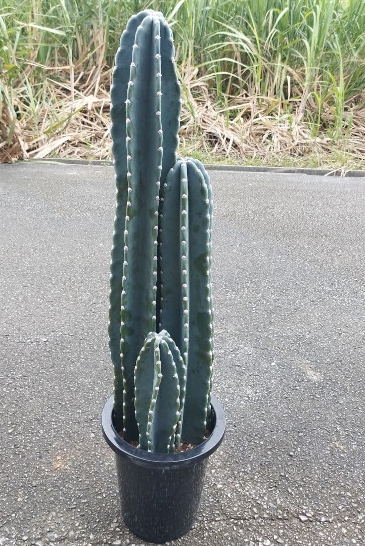 柱サボテン