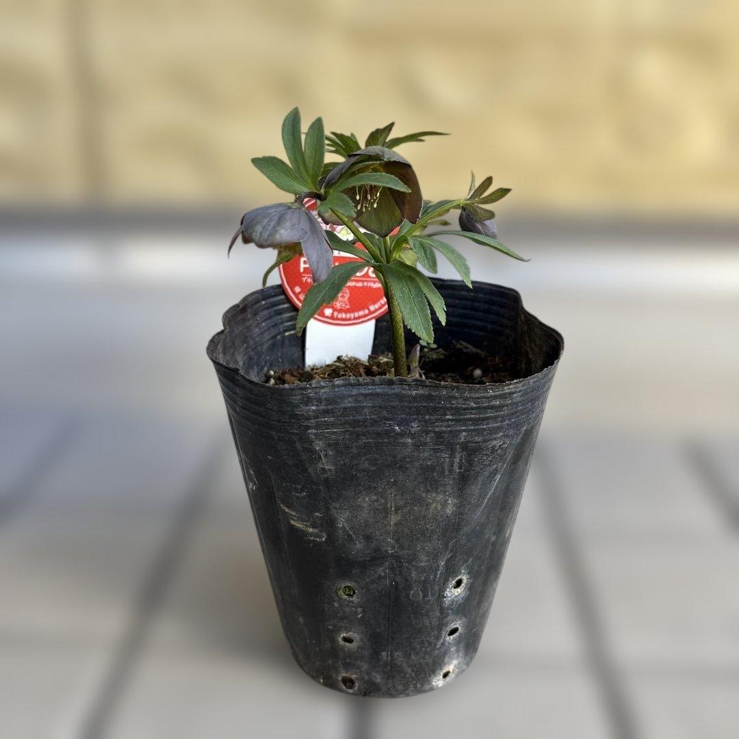 おこめ様ご依頼品　クリスマスローズ　開花株　横山園芸　2苗　現品　匿名発送