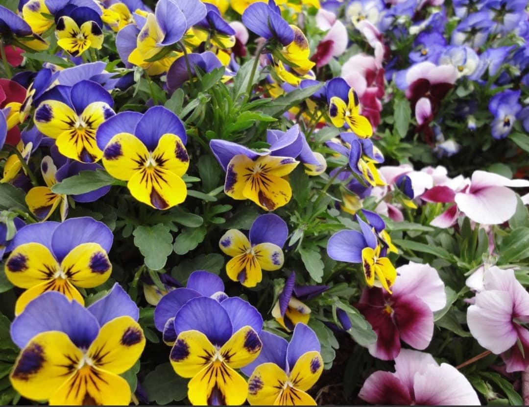 実写美⭕️美品【動作確認済】SONY Cyber−Shot WX DSC-WX5