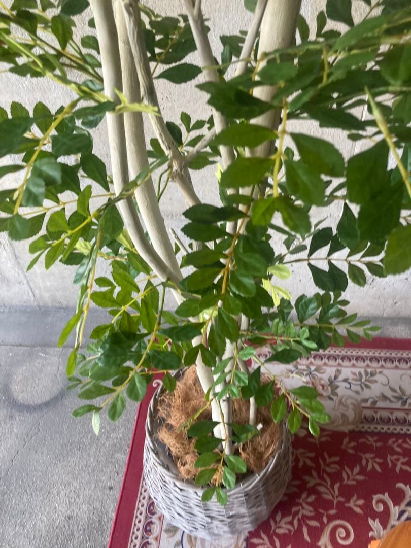 光触媒　人工観葉植物　ウォールグリーン　フェイクグリーン　トネリコ17075aj