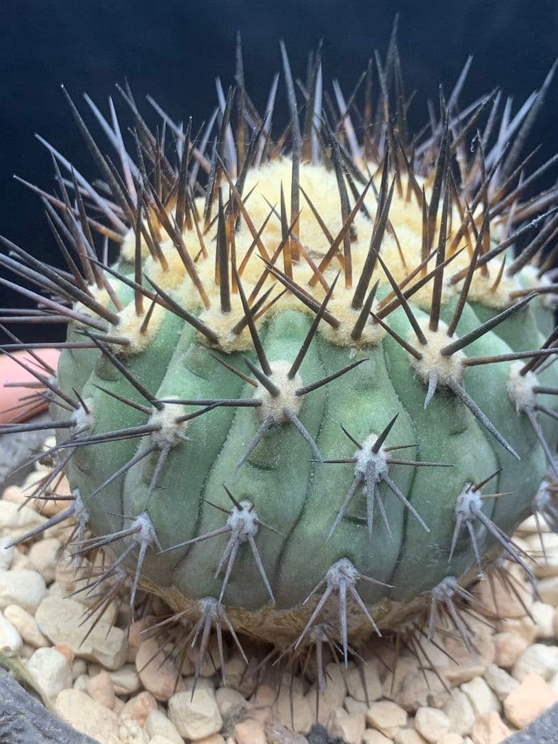 河*治様 Z236 コピアポア　コルムナアルバ　孤竜丸 棘も綺麗