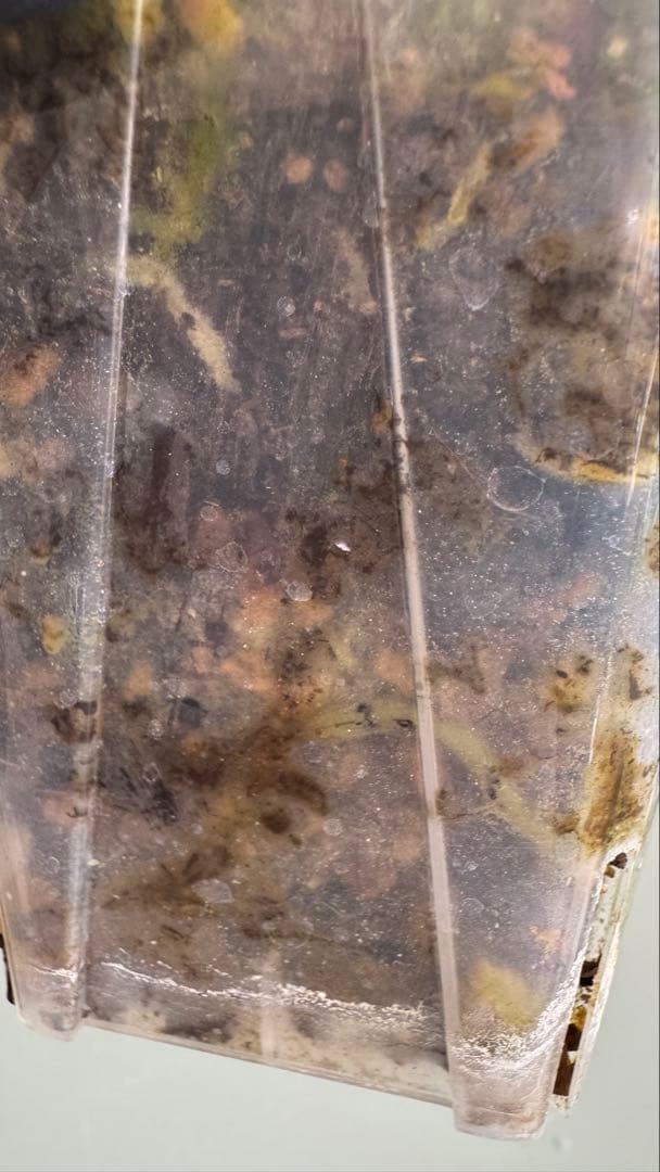 1株のみ Anthurium llicum アンスリウム メタリカム