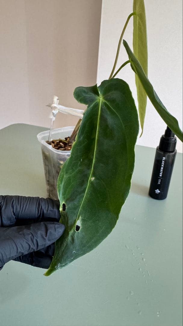 1株のみ Anthurium llicum アンスリウム メタリカム