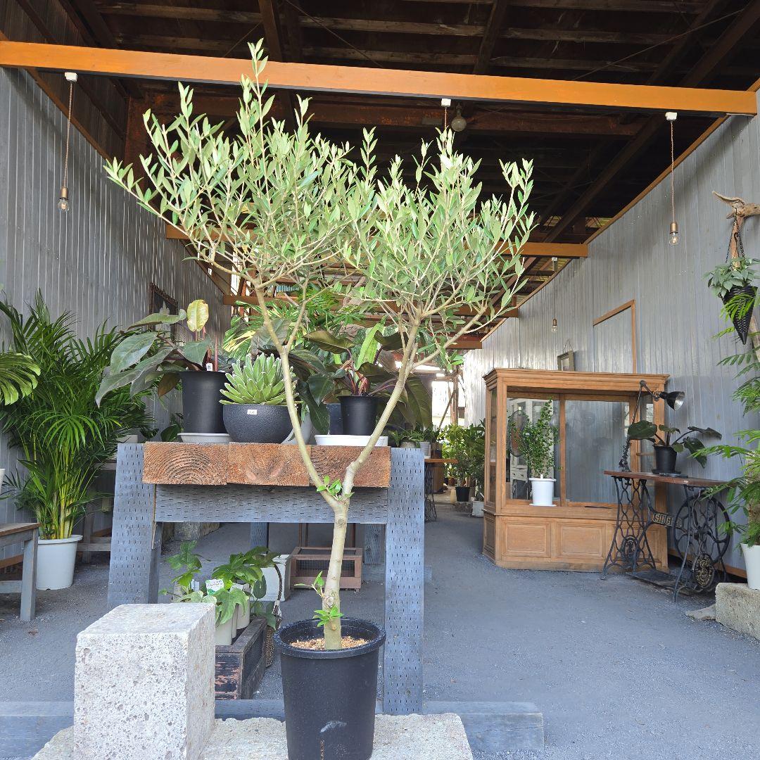 ⑦　オリーブの木souju　『セントキャサリン』８号　特大苗木最高等級極上品‼️