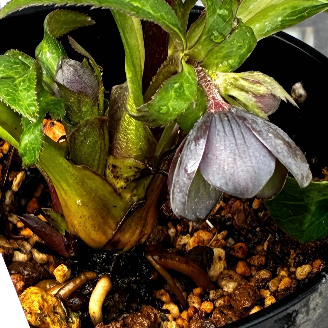 ラ*ク様 3444☘️花、タグ付☘️⭐️クロアチカスHyb⭐️超小輪〜小輪⭐️コ