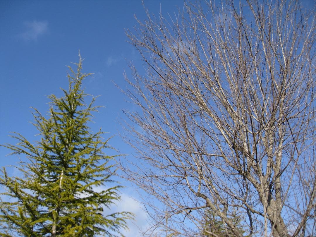 IXY DIGITAL 810 IS 動作品　バッテリー、充電器付属