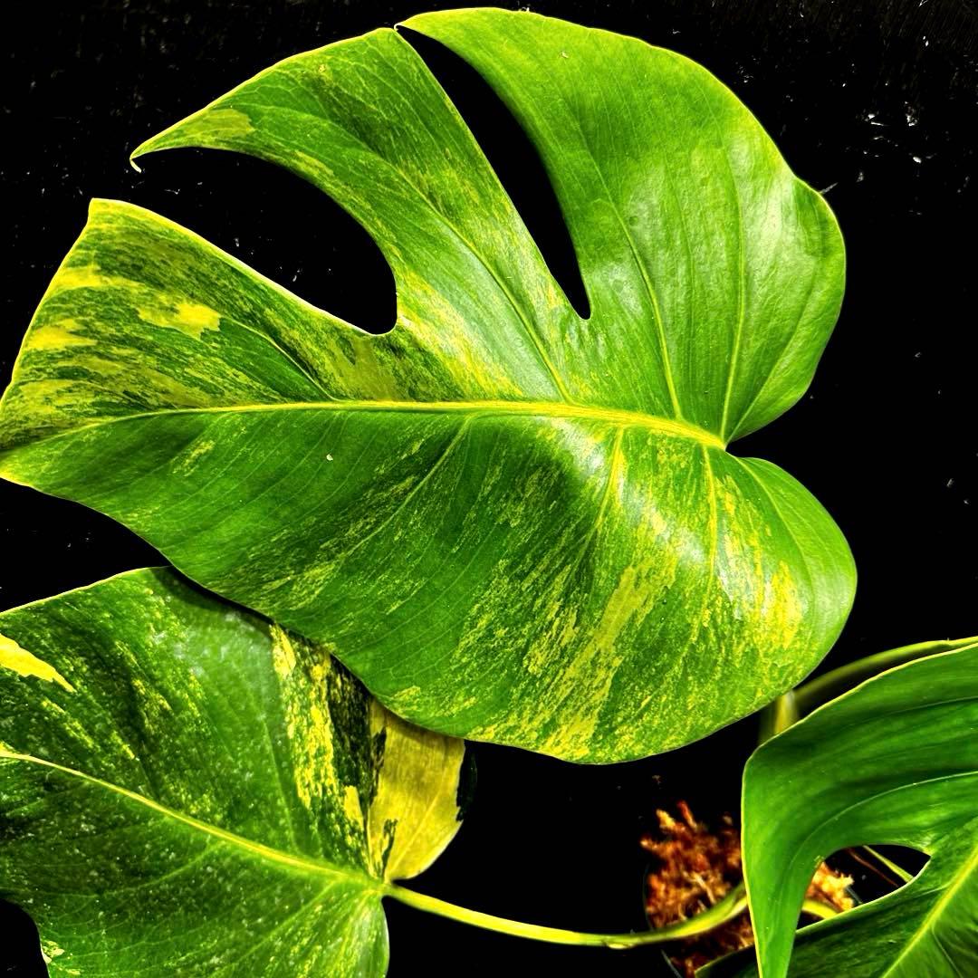 て*り様 斑入りモンステラボルシギアナオーレア黄斑4号鉢植え48cm発根済み安心