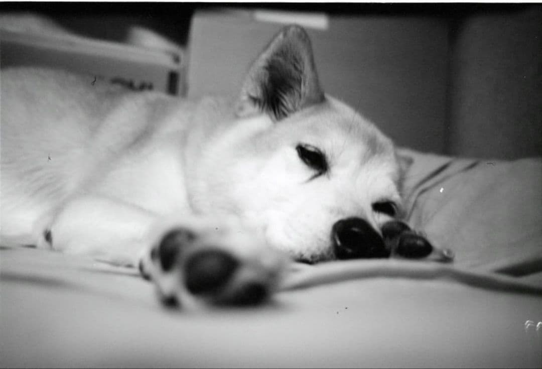 【動作品】RICOH R1s【フィルムカメラ】