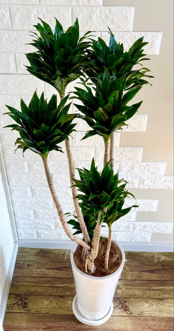 ドラセナコンパクタ⭐️リビングサイズ⭐️観葉植物