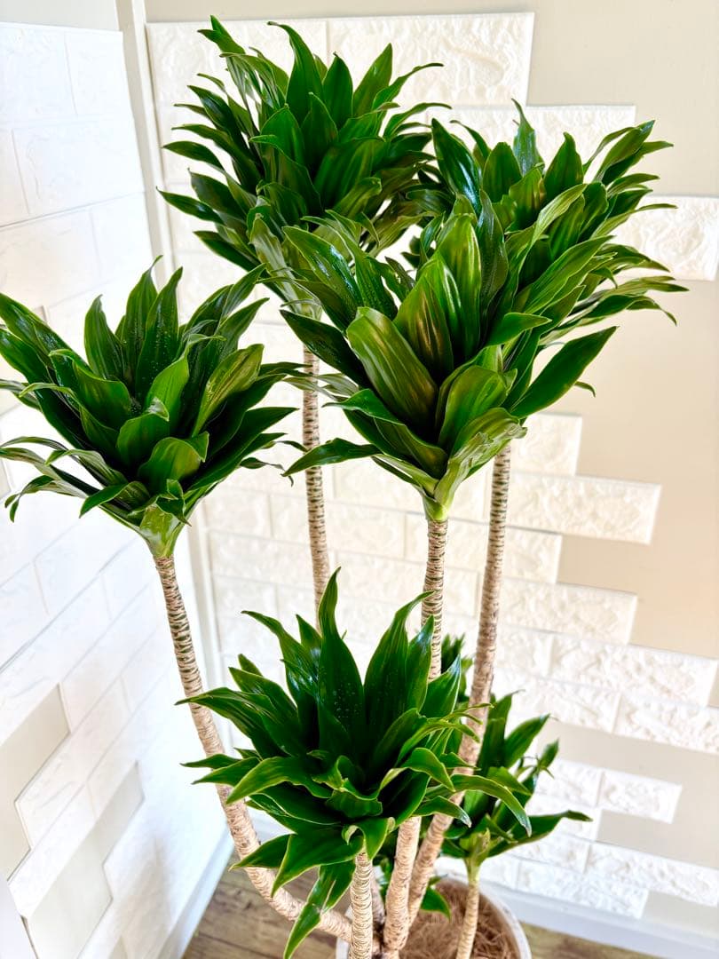 ドラセナコンパクタ⭐️リビングサイズ⭐️観葉植物