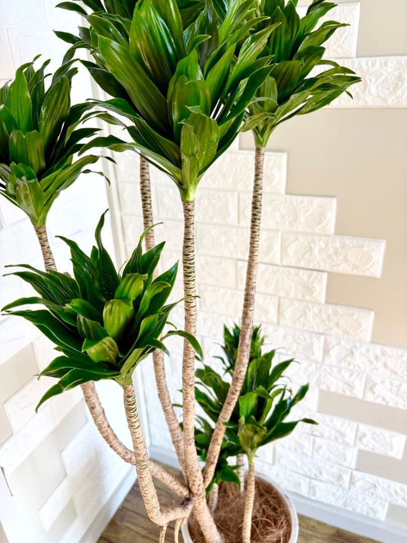 ドラセナコンパクタ⭐️リビングサイズ⭐️観葉植物