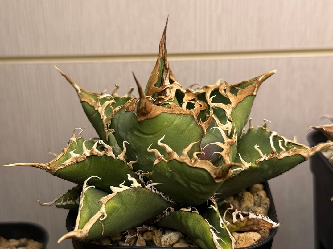 アガベ オテロイ実生株