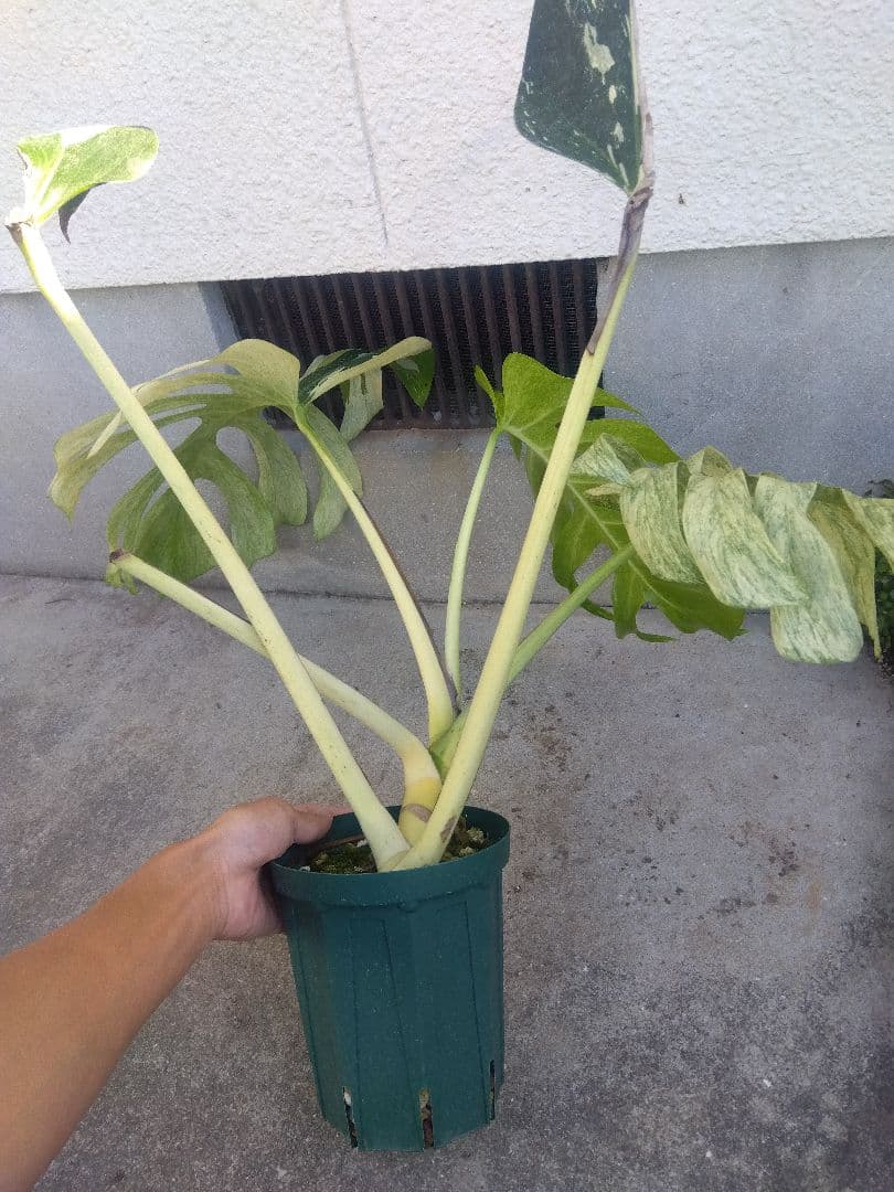 モンステラ　ボルシギアナ　ミント　５号鉢つき　超激斑❗幹まで真っ白❗