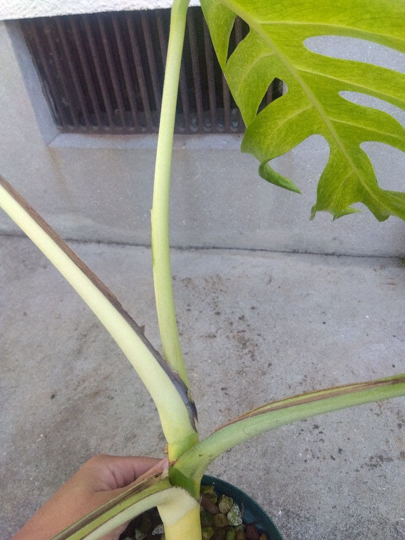 モンステラ　ボルシギアナ　ミント　５号鉢つき　超激斑❗幹まで真っ白❗