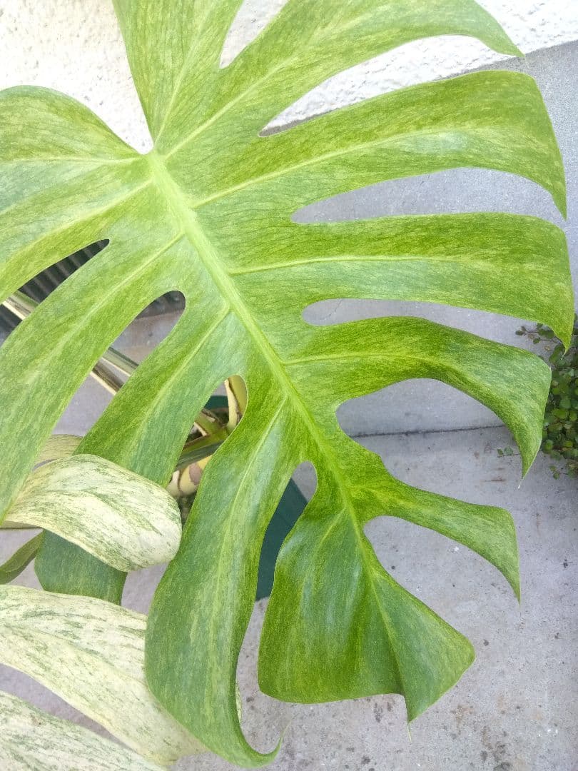 モンステラ　ボルシギアナ　ミント　５号鉢つき　超激斑❗幹まで真っ白❗