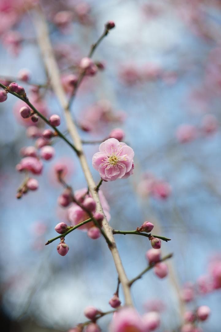 木村文乃使用モデル！Leica Elmarit 90mm F2.8 ケース付き！