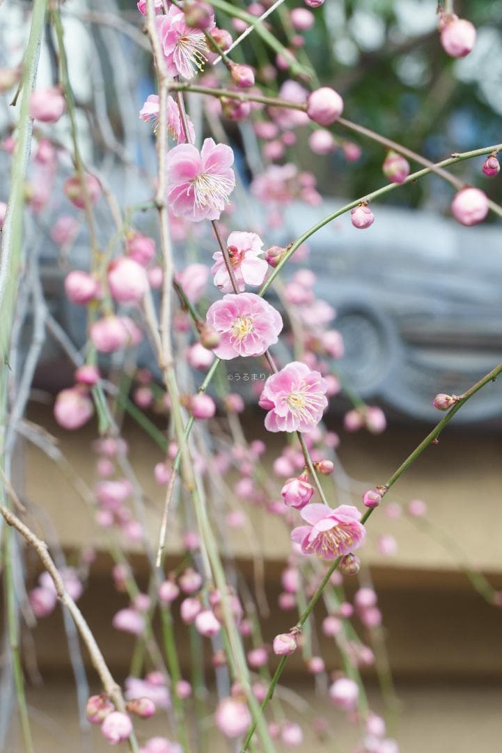 木村文乃使用モデル！Leica Elmarit 90mm F2.8 ケース付き！