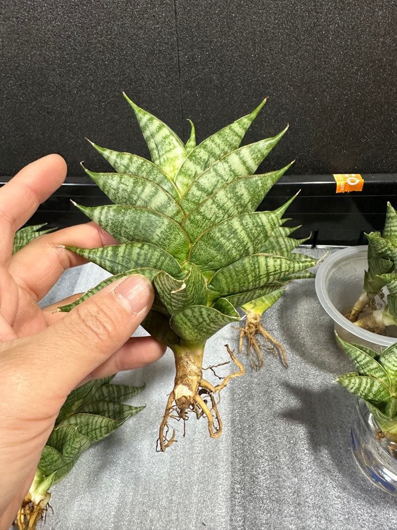 shooting-star様　注文品