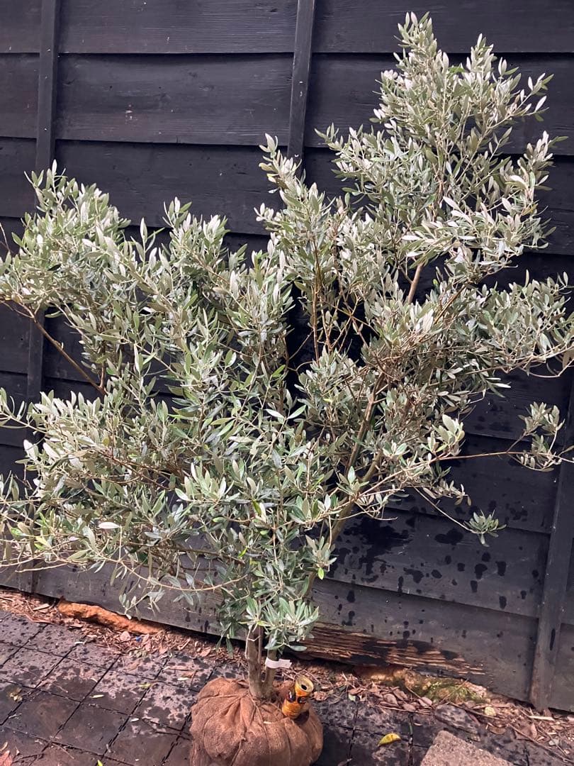 3 オリーブの木　ミッション