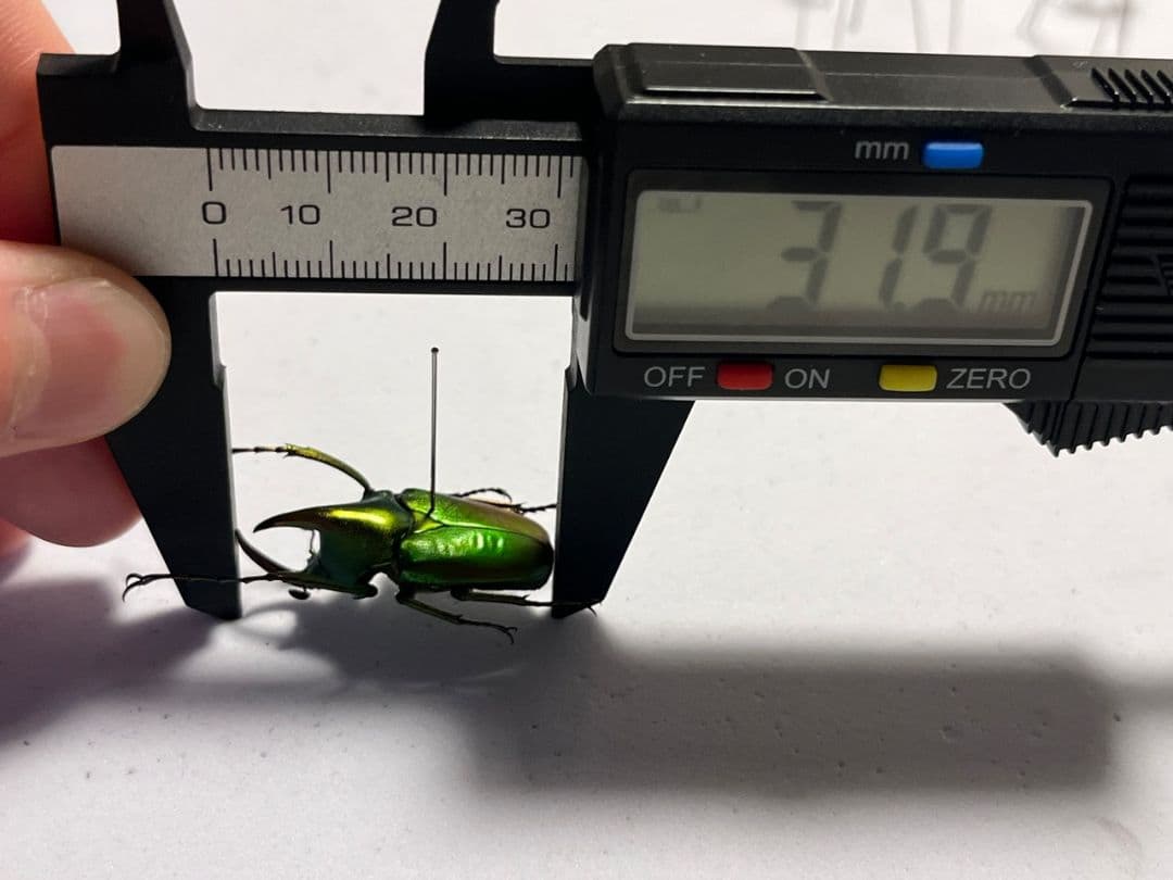 【31mm】カブトハナムグリ コガネムシ プラチナコガネ カナブン ゾウカブト