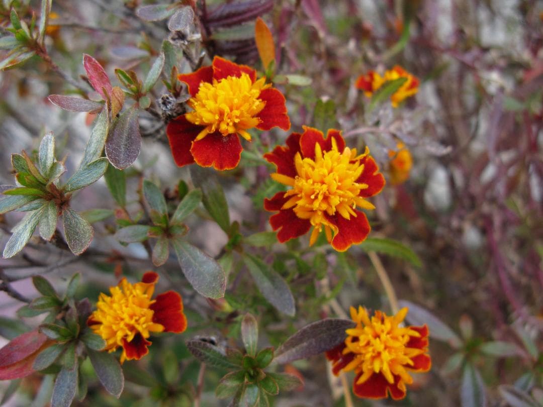 Canon PowerShot G9 コンパクトデジタルカメラ