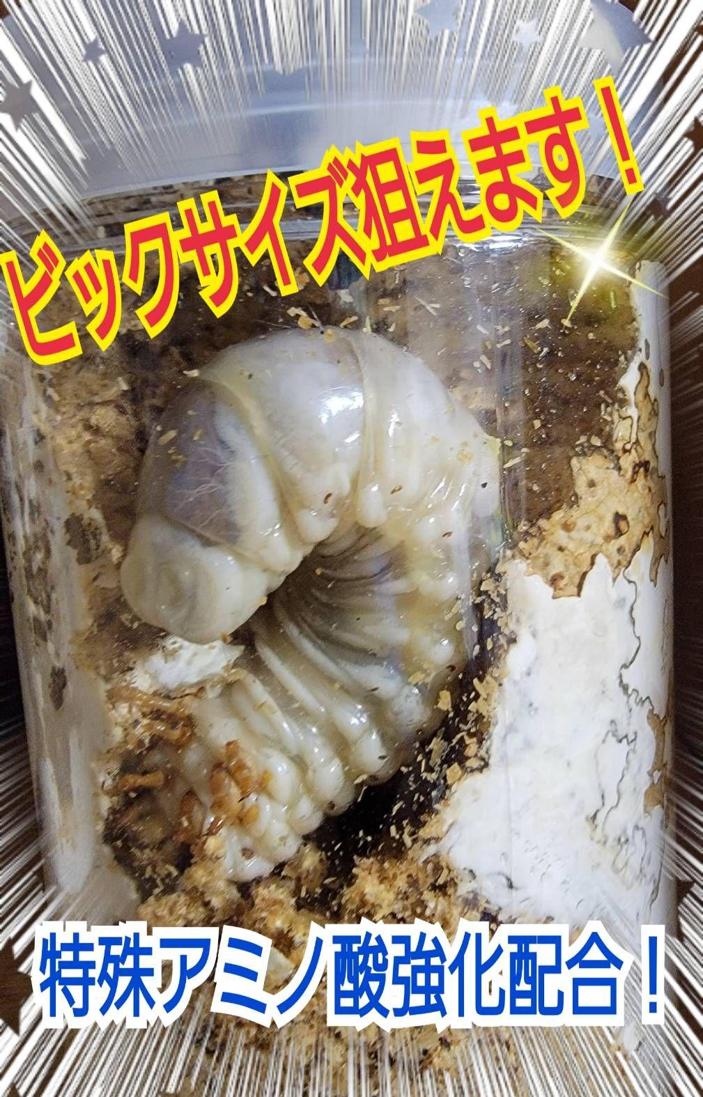 極上！黒アワビタ菌糸瓶【8本】初令、2令に最適な500ml☆小型の色虫にもお薦め