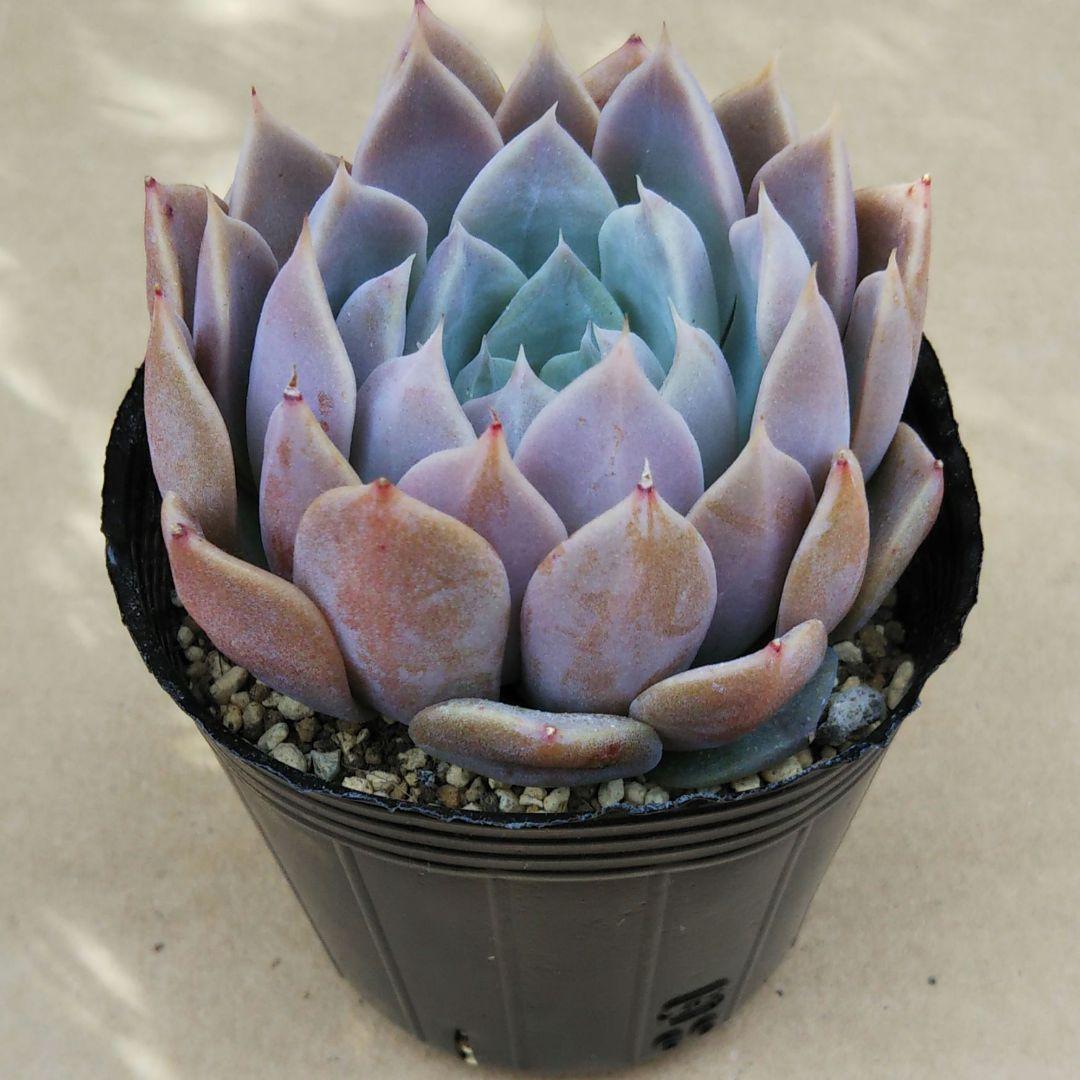 オリジナル交配実生苗 窓口