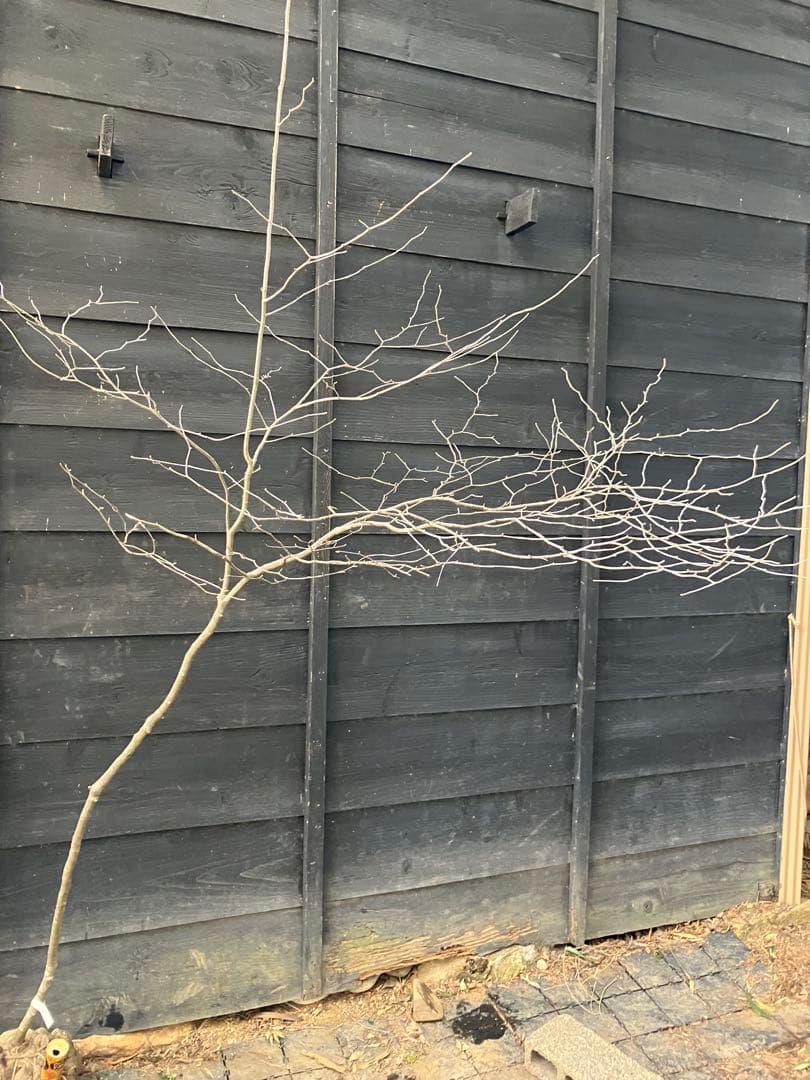 40 山採り　アオハダ