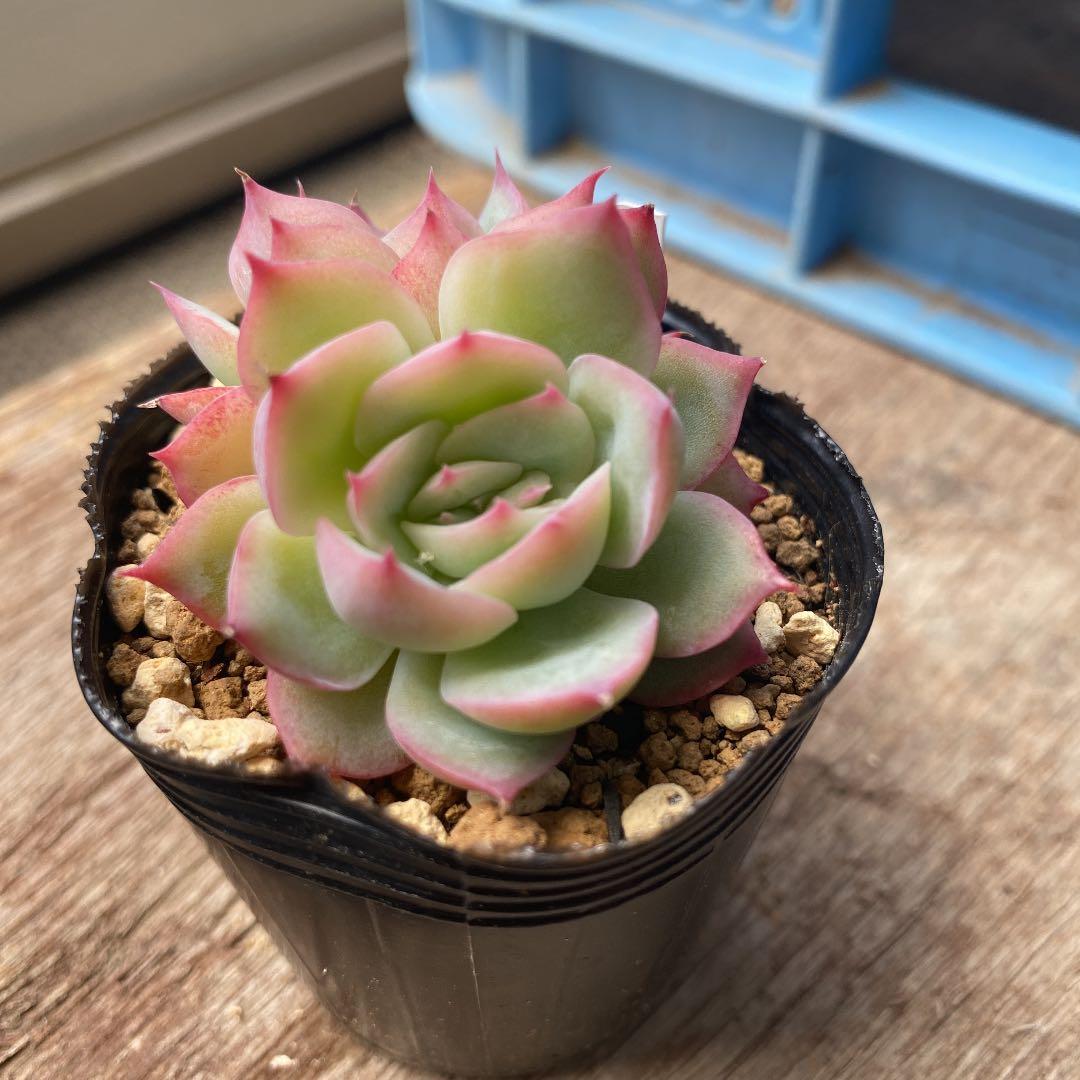 多肉植物   シルエット　双頭
