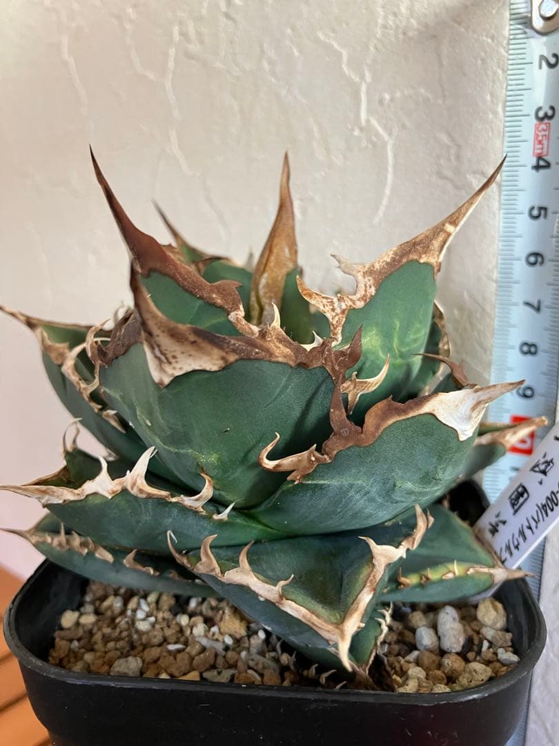 アガべチタノタ バトルウルフ【上澳園芸】タグ付き　【ラスト美品】