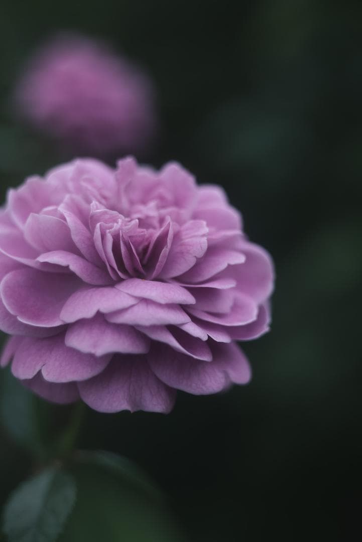 虹の出るライカの癖玉！Leica Summar 50mm F2 オールドレンズ