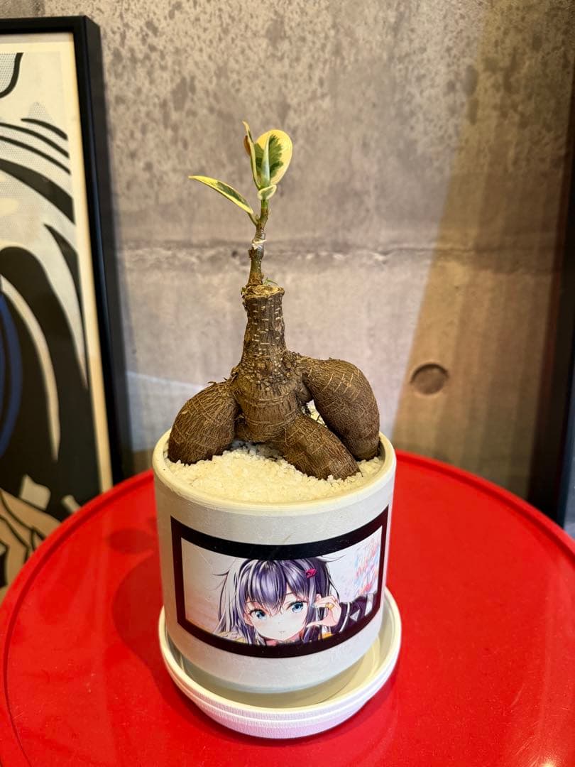 パンダガジュマル斑入り