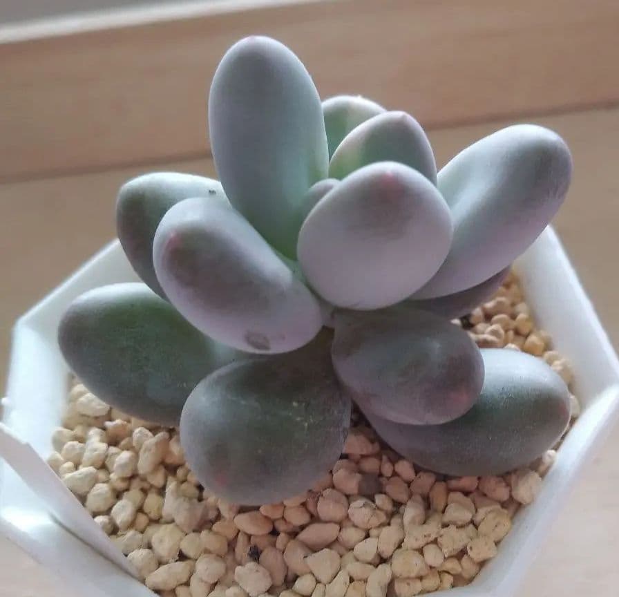 多肉植物　値下げ　紅頬美人錦　抜き苗