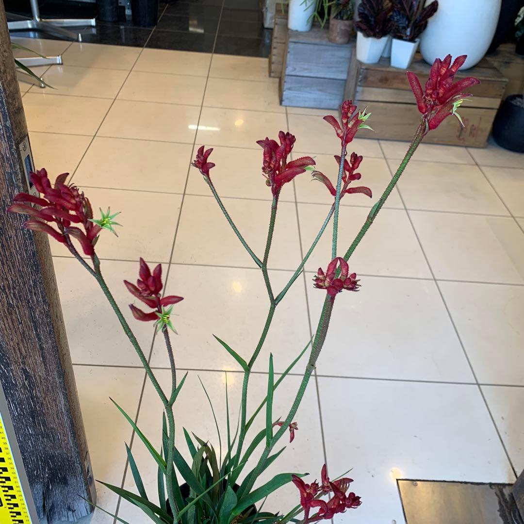 のこのこ　2点　ジョーロ、カンガルーポー赤