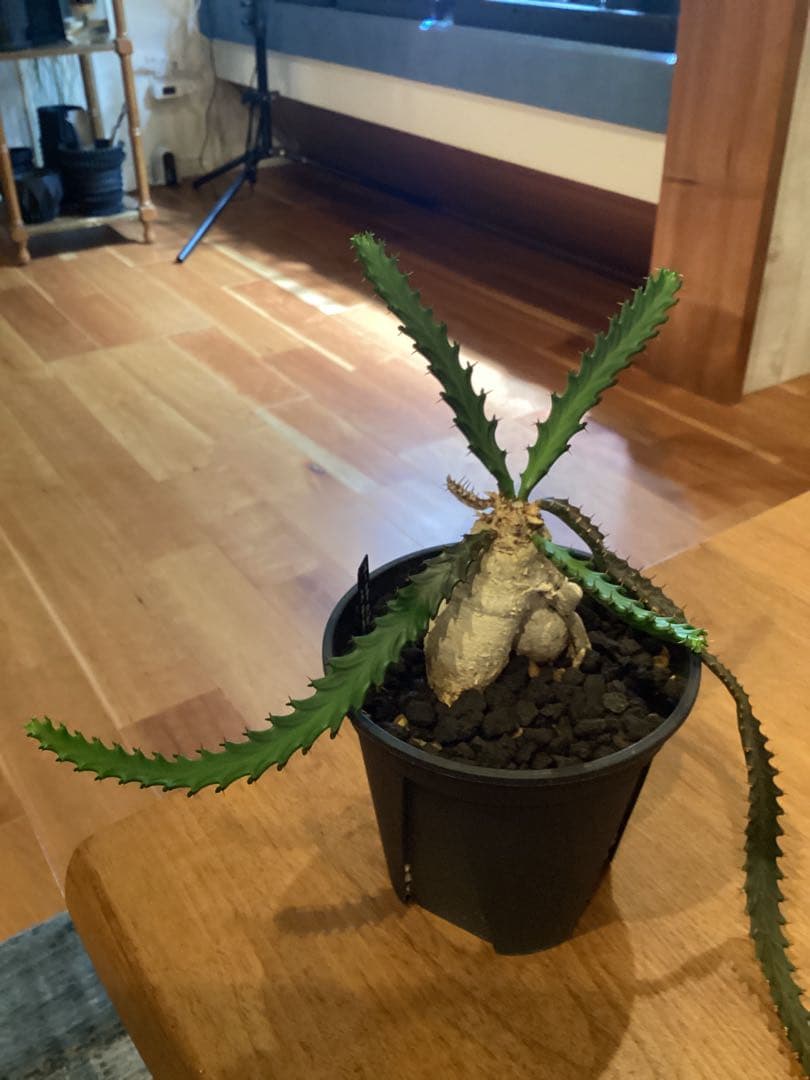 ユーフォルビア　ステラータ　飛竜　現地球