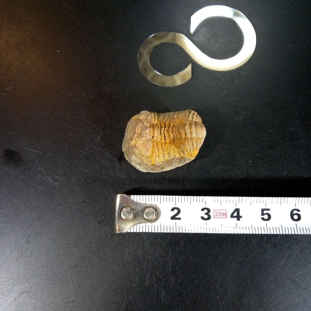 三葉虫　化石　fossil　海　ボリビア産　trilobite　海生動物種別④